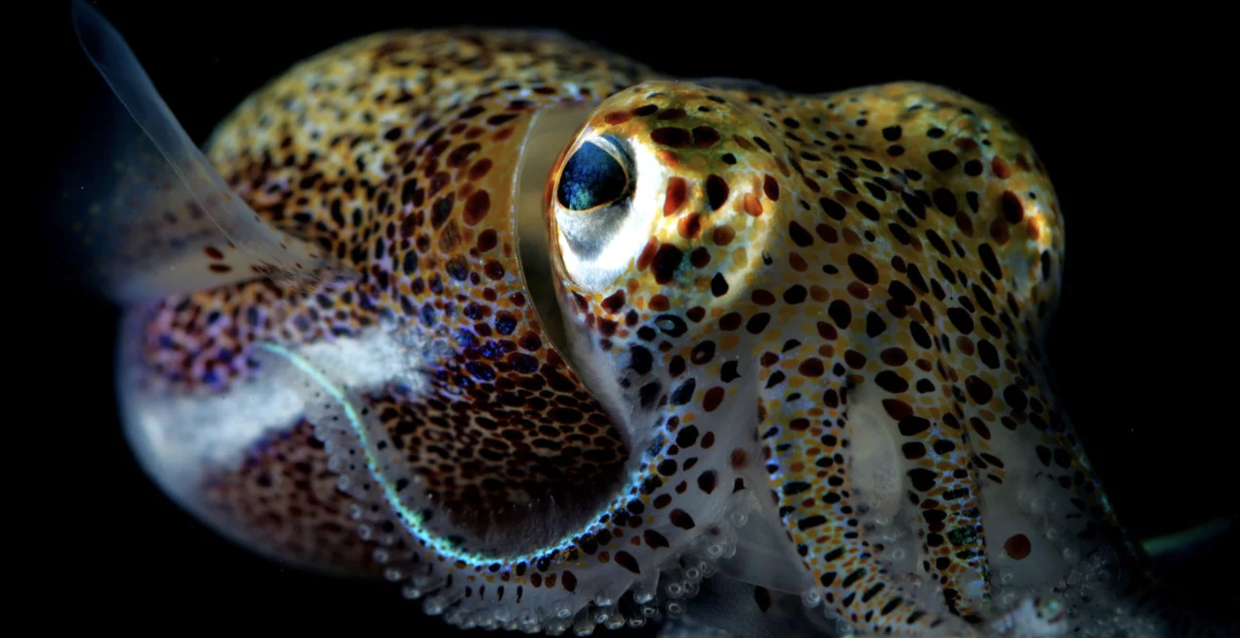 Close-up of a Hawaiian bobtail squid