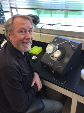Richard Lenski examining bacterial colonies