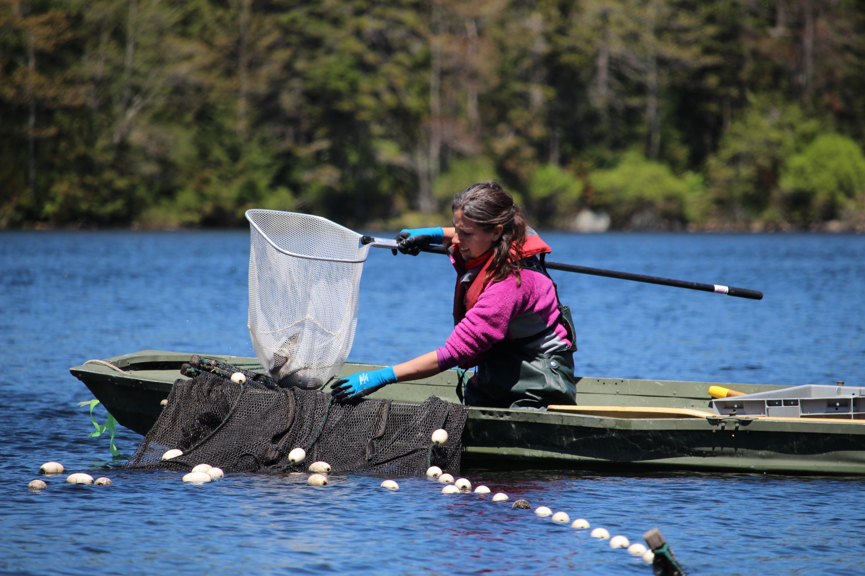 Prof. Mariah Meek collecting brook trout in a net